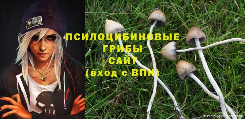 купить  сайты  мега онион  Псилоцибиновые грибы Cubensis  Владикавказ 